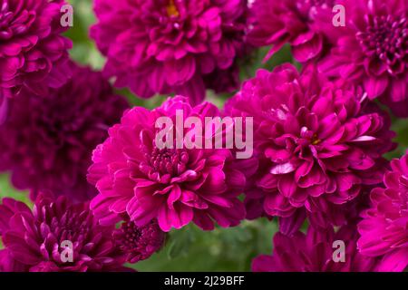 Strauß rosa Chrysantheme Blumen, Nahaufnahme von bunten Blumen im Garten, in geringer Tiefenschärfe aufgenommen Stockfoto