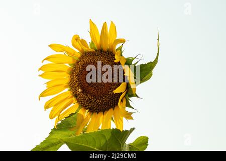 Sonnenblume Helianthus annuus ist eine einjährige Pflanze mit einem großen Gänseblümchen-ähnlichen Blütengesicht Stockfoto