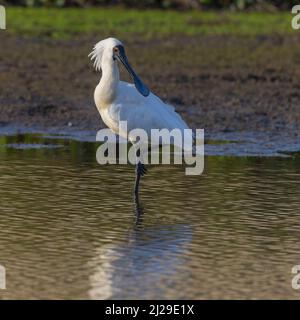 Ein königlicher Löffel in einem Feuchtgebiet an der zentralen Küste von NSW Stockfoto