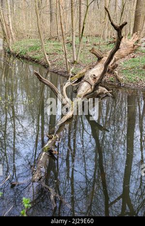 Leipzig, Deutschland. 29. März 2022. Ein toter Baum liegt im Wasser eines Oxbugsees im Leipziger Auenwald. Im Rahmen des Langzeitprojekts „Paußnitzhochwasser“ wird eine Fläche von fast fünf Hektar im Naturschutzgebiet (NSG) „Elster- und Pleißeauwald“ jährlich 14 Tage lang überflutet. Die bisherigen Ergebnisse waren positiv: Der Baumbestand umfasst zunehmend für den Auenwald typische Gehölze, wie die Feldelme. Außerdem können feuchtigkeitsliebende Schnecken- und Käferarten beobachtet werden. Quelle: Jan Woitas/dpa-Zentralbild/ZB/dpa/Alamy Live News Stockfoto