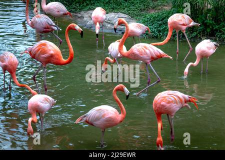 Die Flamingos im Safaripark der Insel Phu Quoc, Vietnam Stockfoto