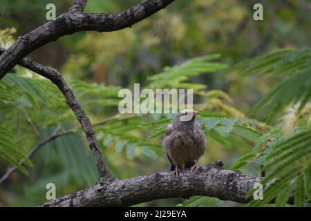 Vogel ruht auf Baumzweig Dschungel Schwätzer ( argya striata ) Stockfoto