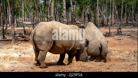 Gruppe von Rhino, die im Phu Quoc Safari Zoo in Vietnam lebt Stockfoto