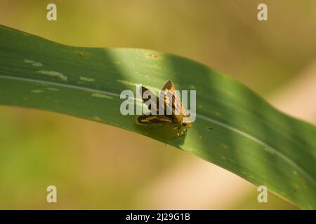Kleiner Schmetterling auf grünem Blatt Potanthus pseudomaesa, allgemein bekannt als der indische Pfeil. Stockfoto