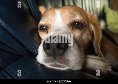 Eine Nahaufnahme eines niedlichen Beagles, der auf einem Sofa liegt Stockfoto