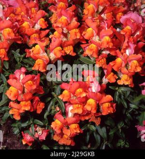 ORANGE SNAPDRAGON (ANTIRHINUM) BLÜHT IM BORDER GARDEN, AUSTRALIEN. Stockfoto