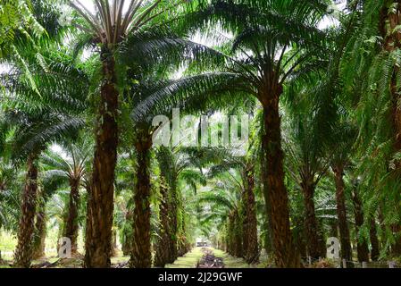 Ölpalme im Garten wird Oilpalm in der kommerziellen Landwirtschaft zur Herstellung von Palmöl verwendet, einem essbaren Pflanzenöl, das gewonnen wird Stockfoto