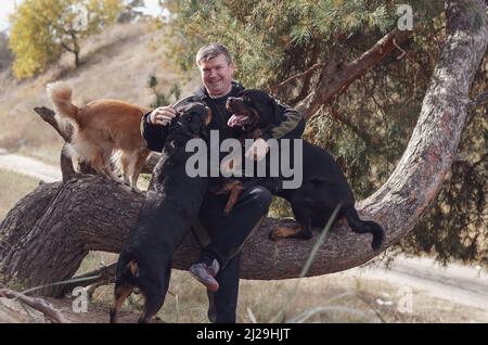 Ein Mann und seine Haustiere. Ein erwachsenes Männchen, das auf dem Stamm einer Kiefer sitzt. Seine drei Hunde klettern in seine Arme. Zwei Rottweiler und ein rotes Weibchen mischen sich Stockfoto