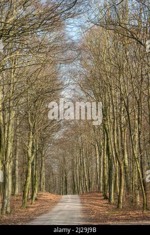 Buchenwald (Fagus sylvatica) im Frühling kurz vor dem Blättertanen in Fyledalen, Ystad Gemeinde, Scania, Schweden, Skandinavien Stockfoto