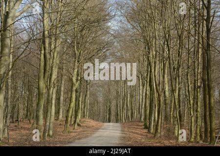 Buchenwald (Fagus sylvatica) im Frühling kurz vor dem Blättertanen in Fyledalen, Ystad Gemeinde, Scania, Schweden, Skandinavien Stockfoto