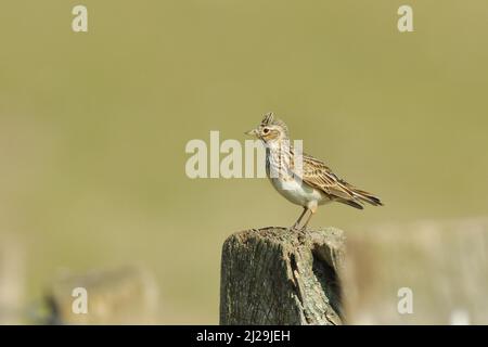 Eurasische Feldlerche (Alauda arvensis), Männchen steht auf einem Mast eines Weidezauns, Bieslicher Insel, Niederrhein, Nordrhein-Westfalen, Deutschland Stockfoto