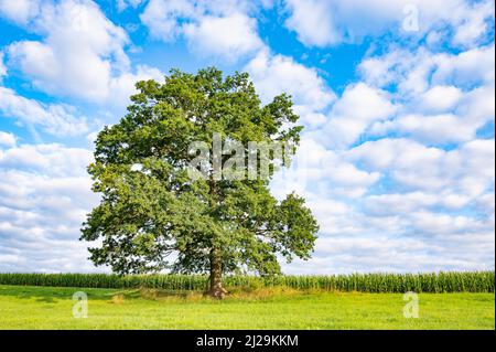 Englische Eiche (Quercus robur), einsam, auf einer Wiese stehend, blauer Himmel mit weißen Wolken, Thüringen, Deutschland Stockfoto