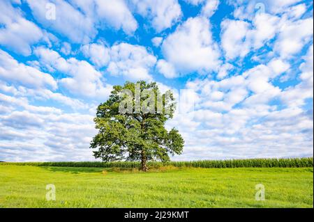 Englische Eiche (Quercus robur), einsam, auf einer Wiese stehend, blauer Himmel mit weißen Wolken, Thüringen, Deutschland Stockfoto