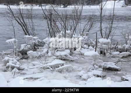 Eisbrocken auf einem Busch, Chateauguay River, Provinz Quebec, Kanada Stockfoto