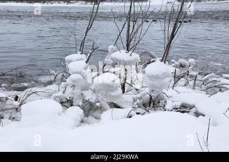 Eisbrocken auf einem Busch, Chateauguay River, Provinz Quebec, Kanada Stockfoto