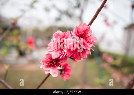 Japanische Kirsche (Prunus serrulata), Nahaufnahme in Macau, China Stockfoto