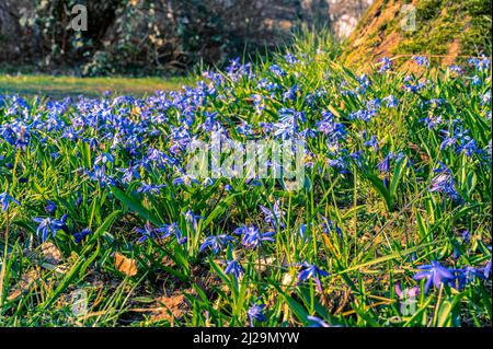 Viele Kills (Scilla) auf der Wiese im Frühjahr, Hannover, Niedersachsen, Deutschland Stockfoto