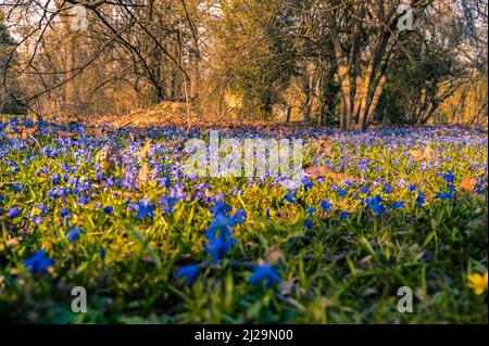 Viele Kills (Scilla) auf der Wiese im Frühjahr, Hannover, Niedersachsen, Deutschland Stockfoto