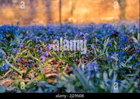 Viele Kills (Scilla) auf der Wiese im Frühjahr, Hannover, Niedersachsen, Deutschland Stockfoto