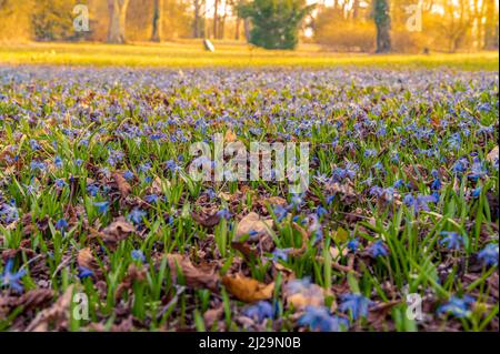 Viele Kills (Scilla) auf der Wiese im Frühjahr, Hannover, Niedersachsen, Deutschland Stockfoto