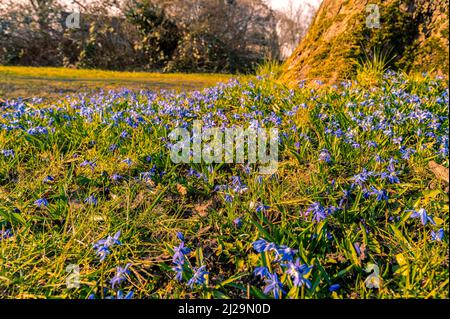 Viele Kills (Scilla) auf der Wiese im Frühjahr, Hannover, Niedersachsen, Deutschland Stockfoto