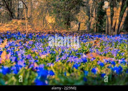 Viele Kills (Scilla) auf der Wiese im Frühjahr, Hannover, Niedersachsen, Deutschland Stockfoto