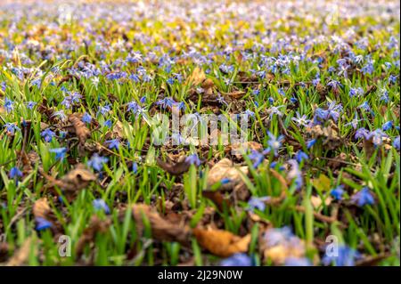 Viele Kills (Scilla) auf der Wiese im Frühjahr, Hannover, Niedersachsen, Deutschland Stockfoto