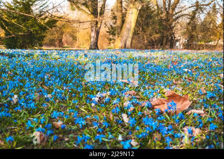 Viele Kills (Scilla) auf der Wiese im Frühjahr, Hannover, Niedersachsen, Deutschland Stockfoto