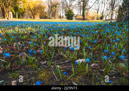 Viele Kills (Scilla) auf der Wiese im Frühjahr, Hannover, Niedersachsen, Deutschland Stockfoto