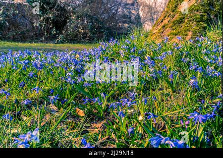 Viele Kills (Scilla) auf der Wiese im Frühjahr, Hannover, Niedersachsen, Deutschland Stockfoto