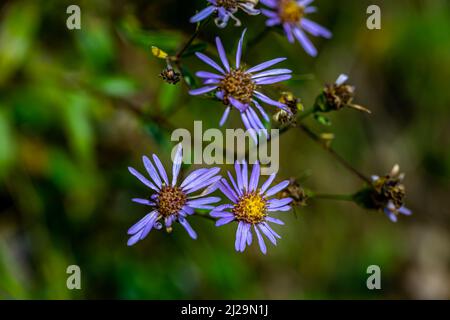 Aster Amellus blüht in Bergen Stockfoto