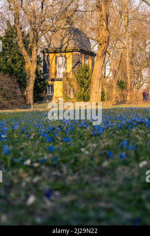 Viele Kills (Scilla) auf der Wiese im Frühjahr mit dem Pavillon dahinter in Linden, Hannover, Niedersachsen, Deutschland Stockfoto