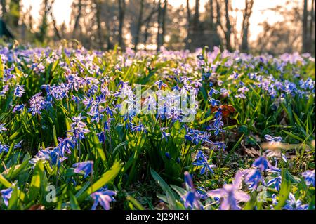 Viele Kills (Scilla) auf der Wiese im Frühjahr, Hannover, Niedersachsen, Deutschland Stockfoto