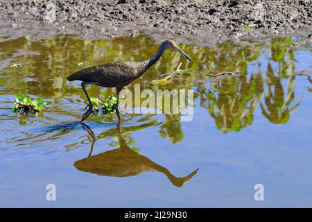 Limpkin (Aramus guarauna) spiegelt sich in seichtem Wasser, Pantanal, Mato Grosso, Brasilien Stockfoto