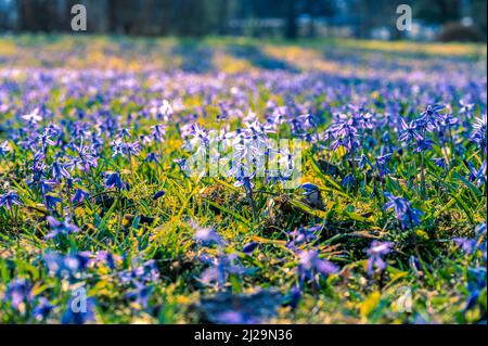 Viele Kills (Scilla) auf der Wiese im Frühjahr, Hannover, Niedersachsen, Deutschland Stockfoto