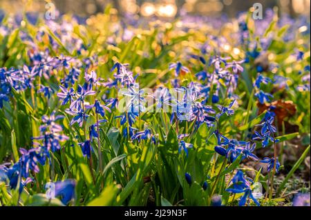 Viele Kills (Scilla) auf der Wiese im Frühjahr, Hannover, Niedersachsen, Deutschland Stockfoto