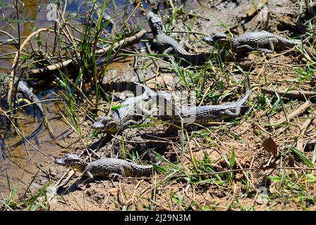 Yacare caimans (Caiman yacare), Jugendliche am Ufer, Pantanal, Mato Grosso, Brasilien Stockfoto