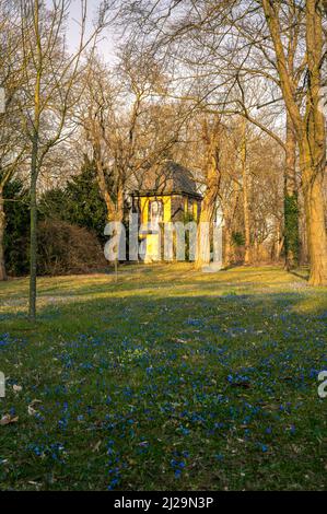 Wiese mit kleinen Kellen (Scilla) im Frühjahr auf der Wiese mit dem Pavillon dahinter in Linden, Hannover, Niedersachsen, Deutschland Stockfoto
