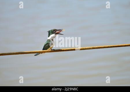 Amazonas-Eisvögel (Chloroceryle amazona) schluckt einen Fisch, Pantanal, Mato Grosso, Brasilien Stockfoto