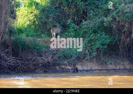 Jaguar (Panthera onca), der am Ufer Nahrungssuche macht, Pantanal, Mato Grosso, Brasilien Stockfoto