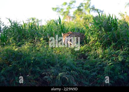 Jaguar (Panthera onca), der am Ufer Nahrungssuche macht, Pantanal, Mato Grosso, Brasilien Stockfoto