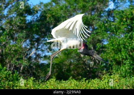 Jabiru (Jabiru Mycteria) während des Fluges, Pantanal, Mato Grosso, Brasilien Stockfoto