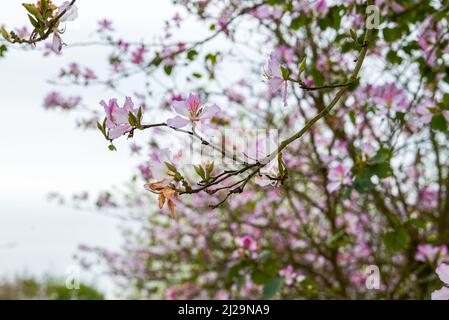 Nahaufnahme von wunderschönen blühenden Bauhinia-Blumen, die am Straßenrand gepflanzt wurden Stockfoto