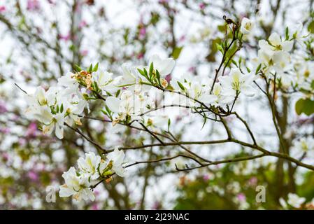 Nahaufnahme von wunderschönen blühenden Bauhinia-Blumen, die am Straßenrand gepflanzt wurden Stockfoto