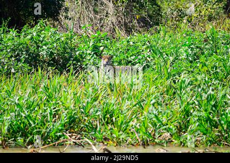 Jaguar (Panthera onca), der am Ufer Nahrungssuche macht, Pantanal, Mato Grosso, Brasilien Stockfoto