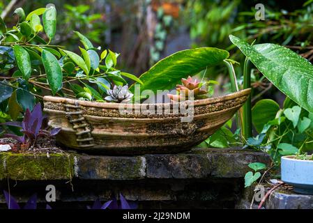 Nahaufnahme von eingetopften grünen Pflanzen im Garten Stockfoto