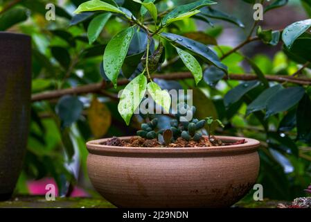 Nahaufnahme von eingetopften grünen Pflanzen im Garten Stockfoto