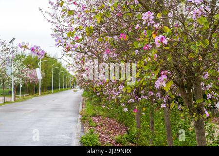 Nahaufnahme von wunderschönen blühenden Bauhinia-Blumen, die am Straßenrand gepflanzt wurden Stockfoto