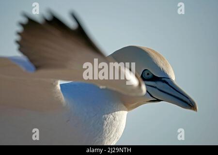 Nördliche Gannette (Sula bassana) Tierportrait im Flug, Helgoland-Insel, Schleswig-Holstein, Tierwelt, Deutschland Stockfoto