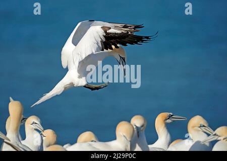 Nördliche Gannette (Sula bassana) nähert sich dem Nest, Helgoland-Insel, Schleswig-Holstein, Tierwelt, Deutschland Stockfoto